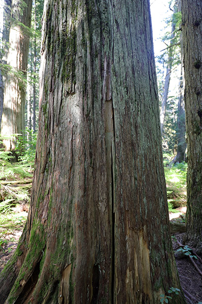 Giant Cedars Boardwalk